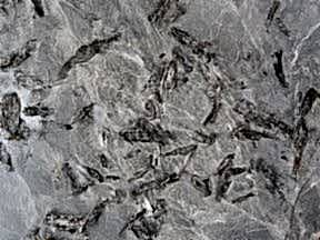 Matrix | Granit Mermer Fiyatlari Ankara