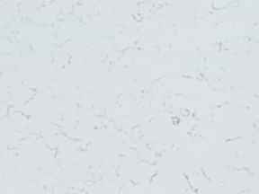670 - Antique Blanca